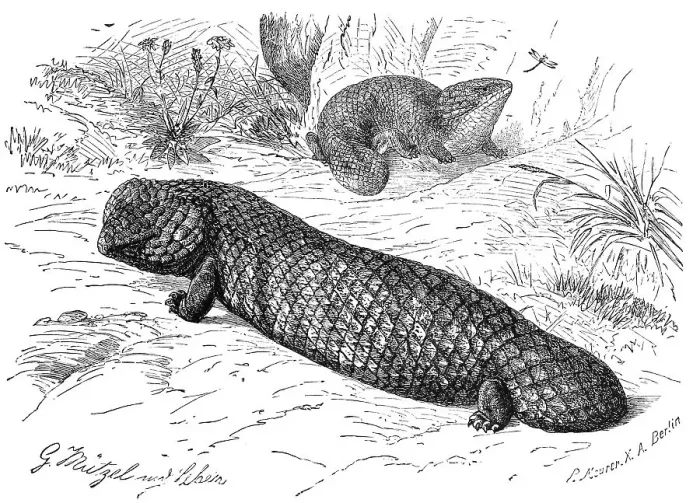 Framed Print : Stutzechse, bobtail skink (Tiliqua rugosa)