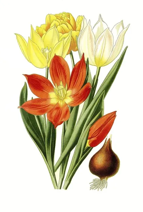 Framed Print : Suaveolens, Tulip. (Tulipa) Tulip