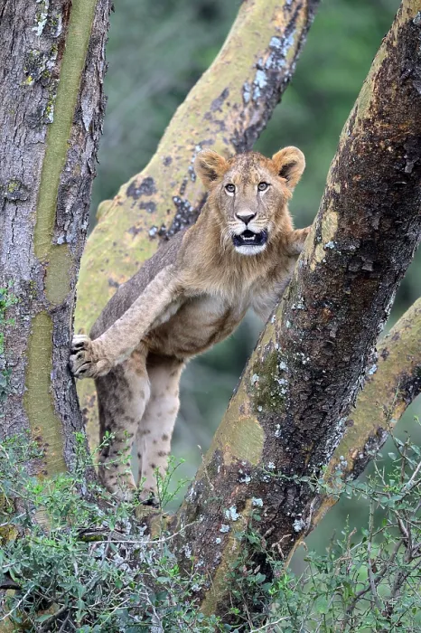 Framed Print : Subadult Lion (Panthera leo) in tree