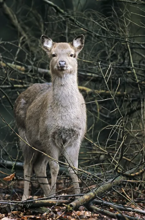 Framed Print : Subspecies: Dybowski sika deer (Cervus nippon)