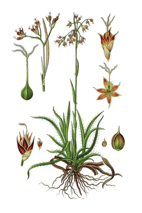 Framed Print : Subspecies of Wood-rush (Luzula maxima)