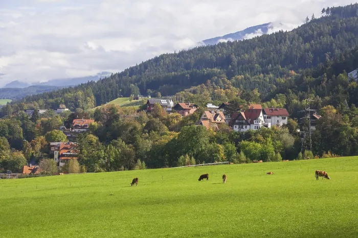 Framed Print : Suburb with residential buildings and cows on pasture Framed Print : Suburb with residential buildings and cows on pasture