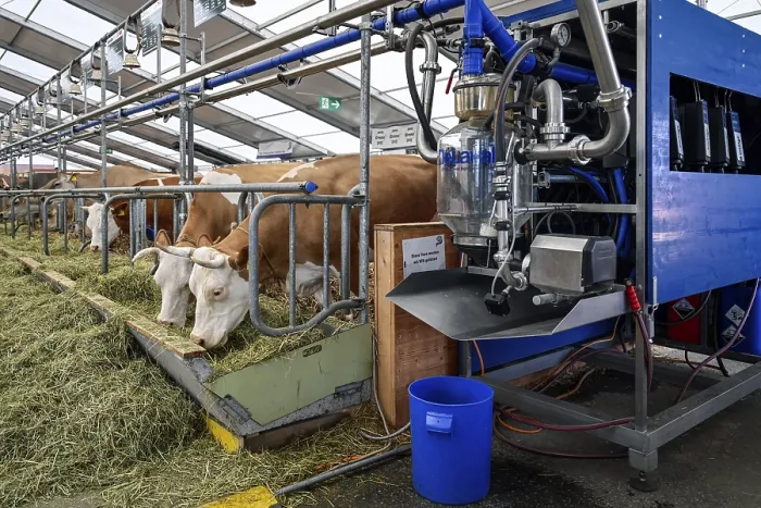 Framed Print : Suckler cows Hinterwalder DeLaval milking parlour system Suckler cows Hinterwlder DeLaval milking parlour system Framed Print : Suckler cows Hinterwalder DeLaval milking parlour system Suckler cows Hinterwlder DeLaval milking parlour system