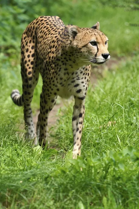 Framed Print : Sudan cheetah (Acinonyx jubatus soemmeringii)