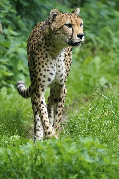Framed Print : Sudan cheetah (Acinonyx jubatus soemmeringii)