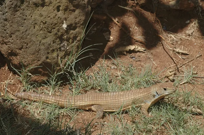 Framed Print : Sudan plated lizard (Gerrhosaurus major)