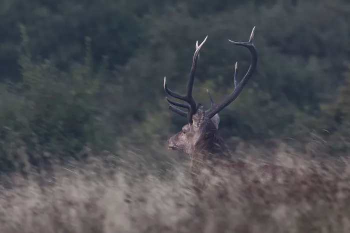 Framed Print : Suddenly this red deer (Cervus elaphus) stands in front of me and immediately takes flight