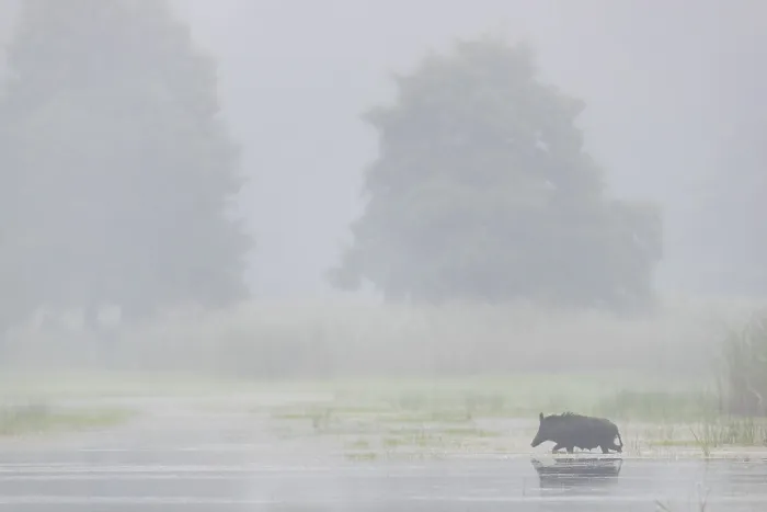 Framed Print : Suddenly a wild boar (Sus scrofa) emerges from the reed belt Framed Print : Suddenly a wild boar (Sus scrofa) emerges from the reed belt
