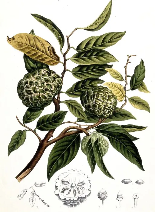 Framed Print : Sugar-apple (Annona squamosa), also called cream apple Framed Print : Sugar-apple (Annona squamosa), also called cream apple