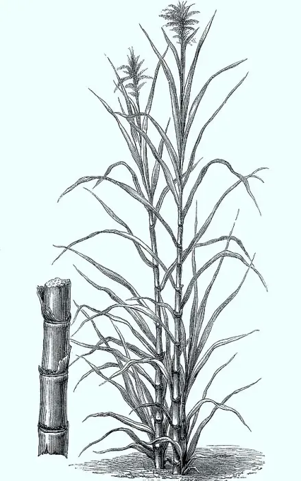 Framed Print : Sugar cane (Saccharum officinarum)