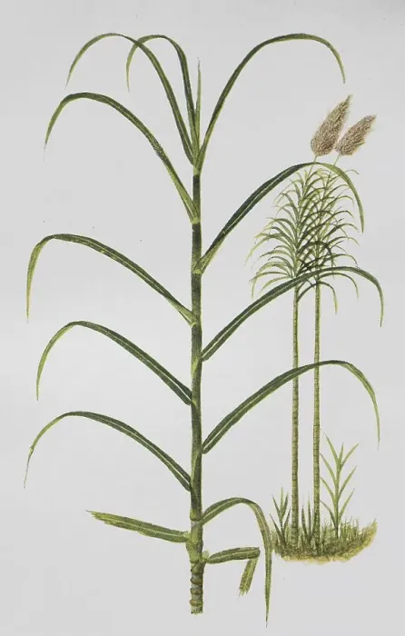 Framed Print : Sugar cane (Saccharum officinarum) Framed Print : Sugar cane (Saccharum officinarum)