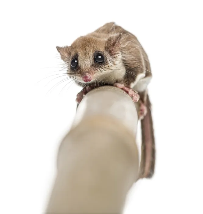 Framed Print : Sugar glider on a branch - Acrobates pygmaeus