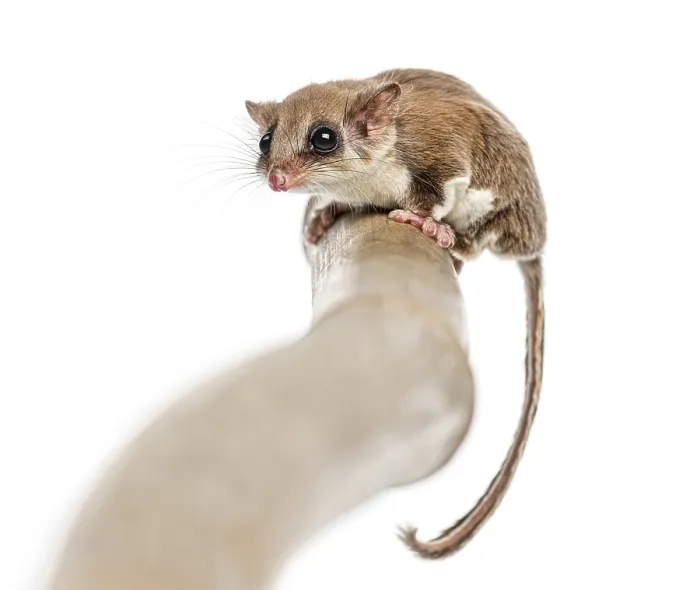 Framed Print : Sugar glider on a branch - Acrobates pygmaeus