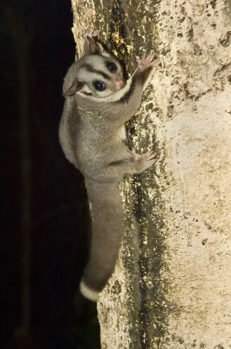 Framed Print : Sugar gliders (Petaurus breviceps)