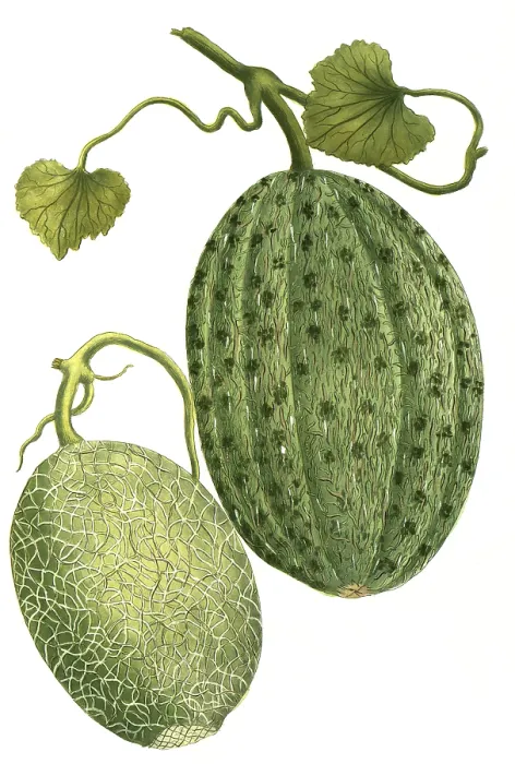 Framed Print : Sugar melon, Cucumis, a. melo reticulatus major Framed Print : Sugar melon, Cucumis, a. melo reticulatus major
