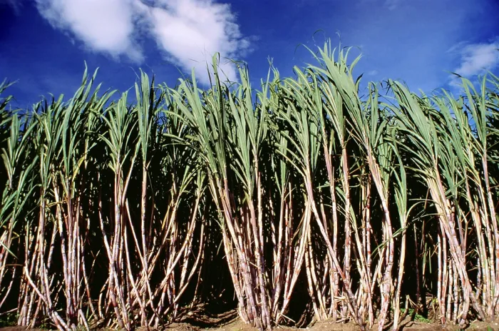 Framed Print : Sugarcane crop Framed Print : Sugarcane crop