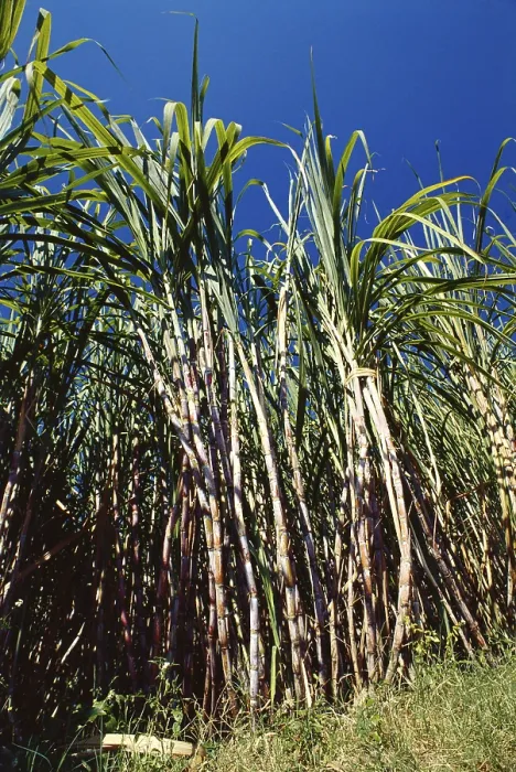 Framed Print : Sugarcane crops in field, India