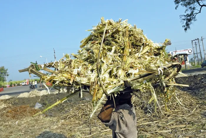 Framed Print : Sugarcane trash, Kolhapur, Maharashtra, India