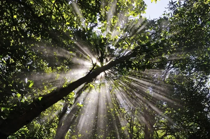 Framed Print : Sulfurous mist at Rincon de la Vieja National Park