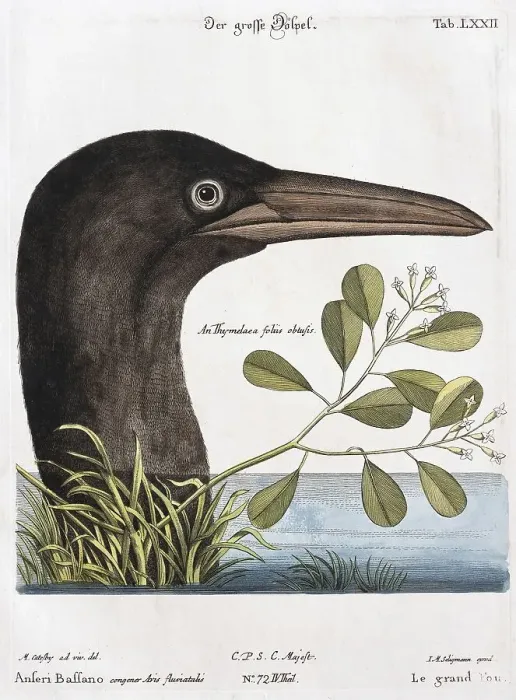 Framed Print : Sulid (Sulidae), hand coloured copper engraving by Johann Michael Seligmann after Mark Catesby