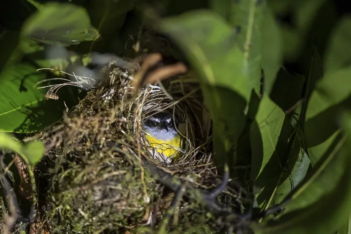 Framed Print : Sulphur-masked tyrant (Pitangus sulphuratus) sitting in its nest at night