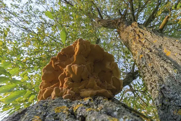 Framed Print : Sulphur polypore (Laetiporus sulphureus) on a tree trunk