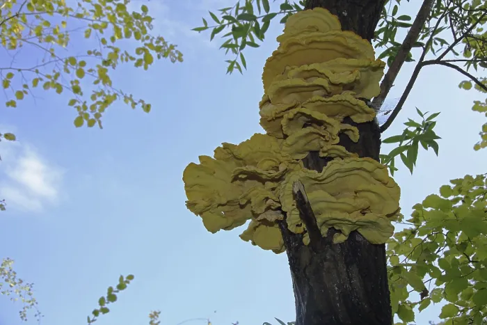 Framed Print : Sulphur Porling (Laetiporus sulphureus) on a tree trunk