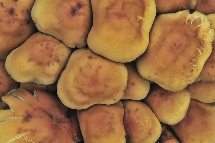 Framed Print : Sulphur tuft fungus, sulfur tuft