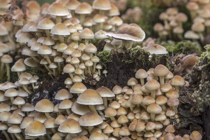 Framed Print : Sulphur tuft (Hypholoma fasciculare)