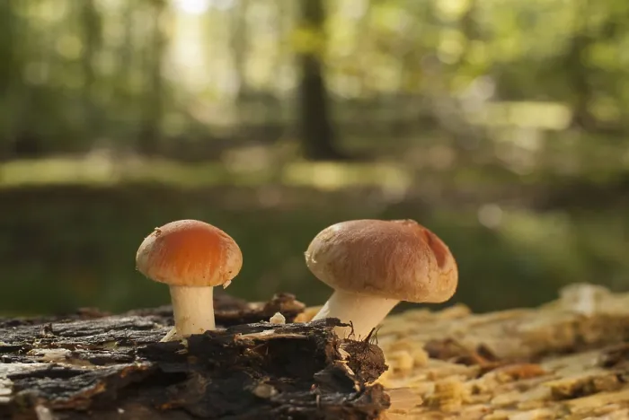 Framed Print : Sulphur tuft (Hypholoma fasciculare)