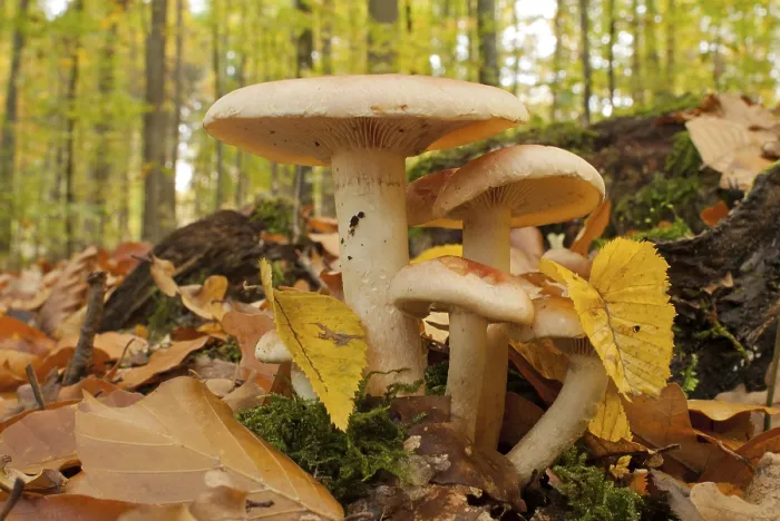Framed Print : Sulphur tuft (Hypholoma fasciculare)