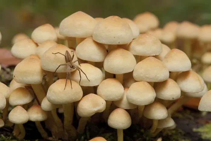 Framed Print : Sulphur tuft (Hypholoma fasciculare)