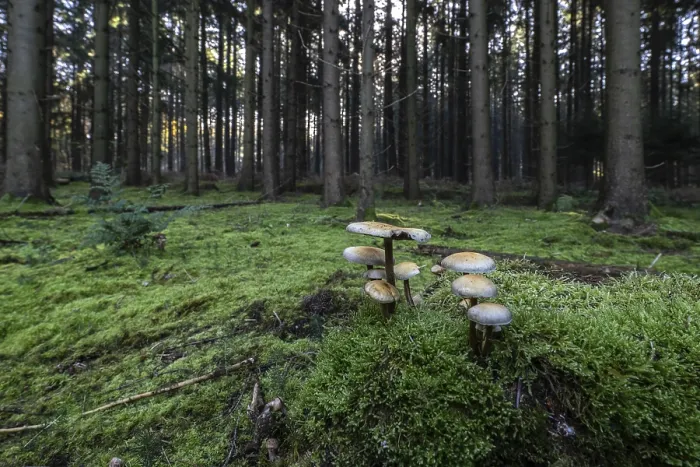 Framed Print : Sulphur tuft (Hypholoma fasciculare) in spruce forest