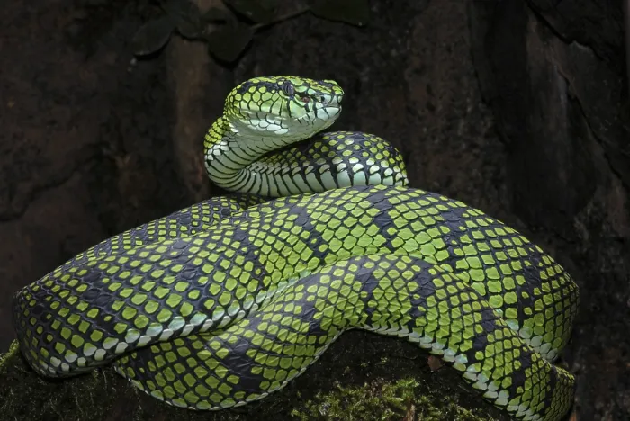 Framed Print : Sumatran bamboo otter (Trimeresurus sumatranus)