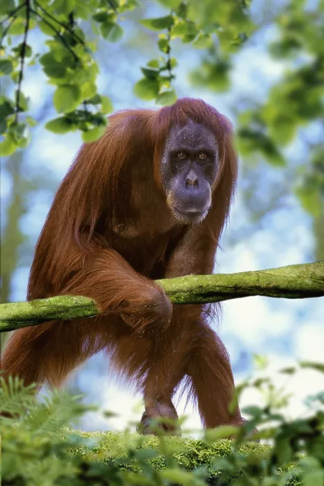 Framed Print : Sumatran orangutan, female (Pongo pygmaeus abelii)