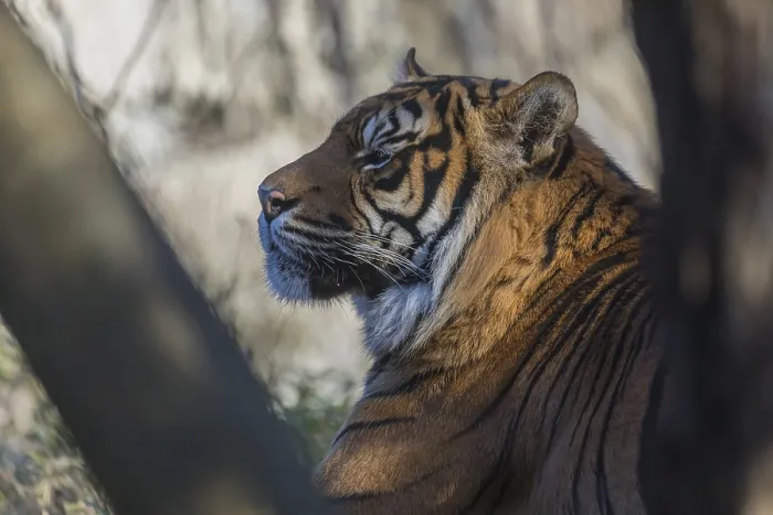 Framed Print : One Sumatran tiger (Panthera tigris sondaica)