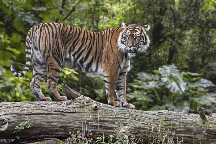 Framed Print : Sumatran tiger (Panthera tigris sondaica) on fallen tree trunk in tropical forest Framed Print : Sumatran tiger (Panthera tigris sondaica) on fallen tree trunk in tropical forest