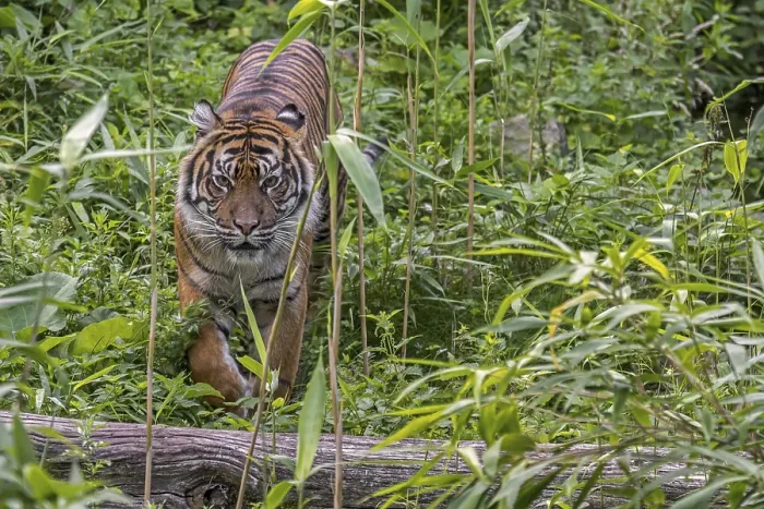 Framed Print : Sumatran tiger (Panthera tigris sondaica) hunting in tropical forest