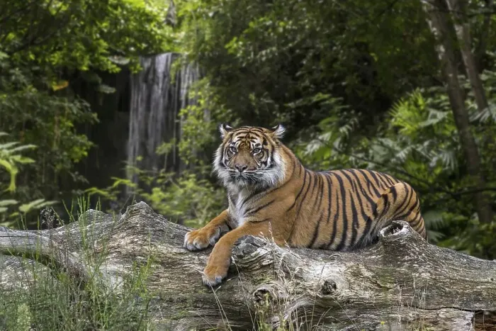 Framed Print : Sumatran tiger (Panthera tigris sondaica) resting on fallen tree trunk in tropical forest