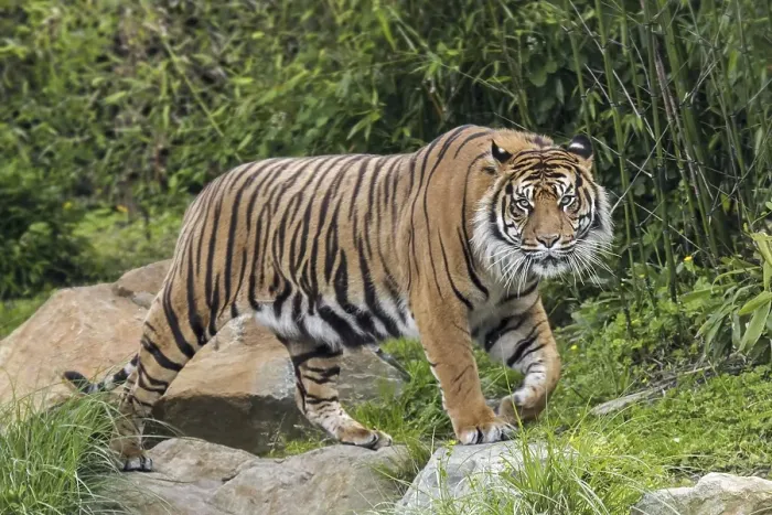 Framed Print : Sumatran tiger (Panthera tigris sondaica) walking in forest