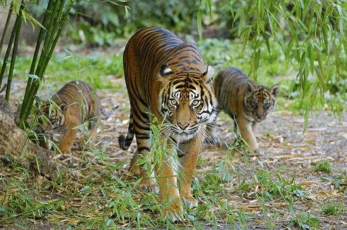 Framed Print : Sumatran Tiger (Panthera tigris sumatrae) Framed Print : Sumatran Tiger (Panthera tigris sumatrae)