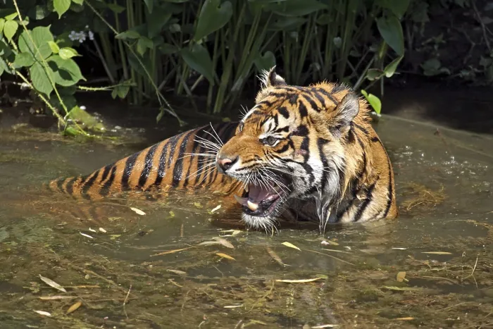Framed Print : Sumatran Tiger (Panthera tigris sumatrae)
