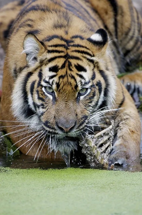 Framed Print : Sumatran Tiger (Panthera tigris sumatrae)
