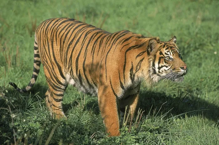 Framed Print : SUMATRAN TIGER (panthera tigris sumatrae) Framed Print : SUMATRAN TIGER (panthera tigris sumatrae)