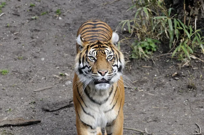 Framed Print : Sumatran Tiger (Panthera tigris sumatrae)