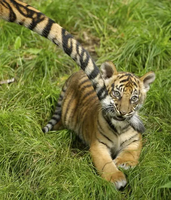 Framed Print : Sumatran tiger (Panthera tigris sumatrae) cub bites mother's tail Framed Print : Sumatran tiger (Panthera tigris sumatrae) cub bites mother's tail