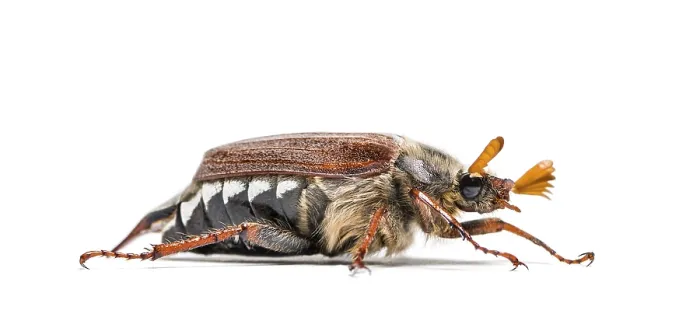 Framed Print : Summer chafer or European june beetle