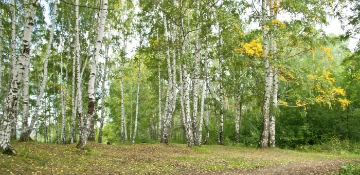 Framed Print : Summer forest landscape: a birch and pine trees Framed Print : Summer forest landscape: a birch and pine trees