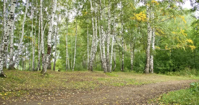 Framed Print : Summer forest landscape: a birch and pine trees Framed Print : Summer forest landscape: a birch and pine trees