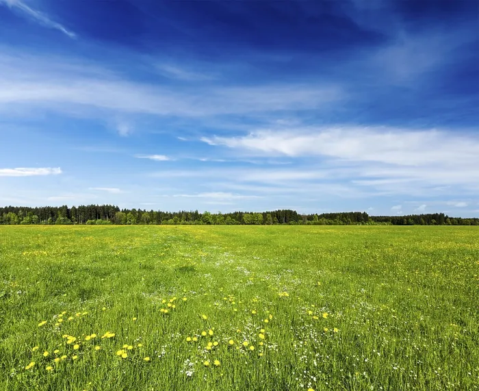 Framed Print : Summer meadow. Bavaria, Germany, Europe Framed Print : Summer meadow. Bavaria, Germany, Europe